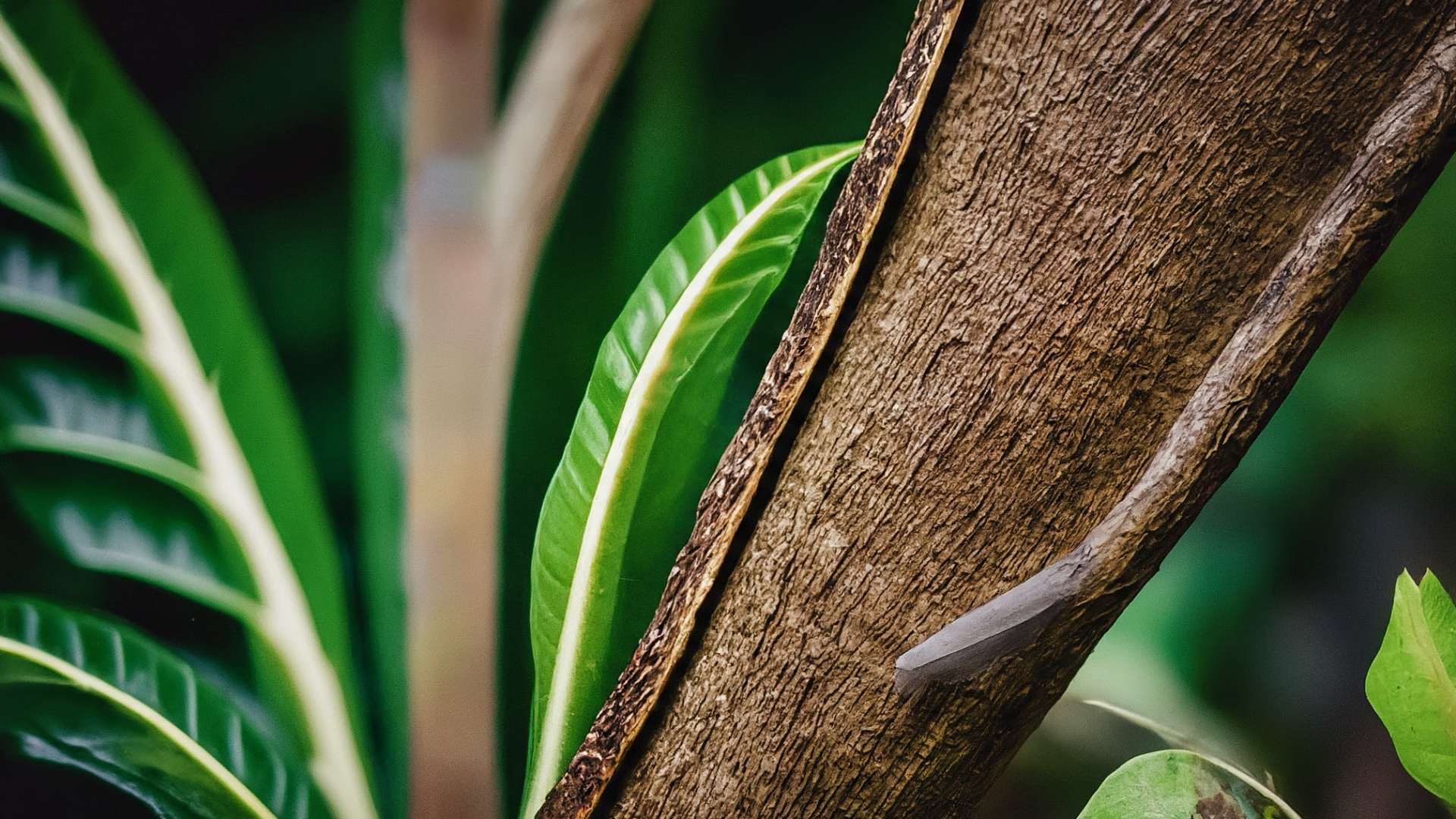 Costa Rica Expands Access to Teen Contraceptive Implants