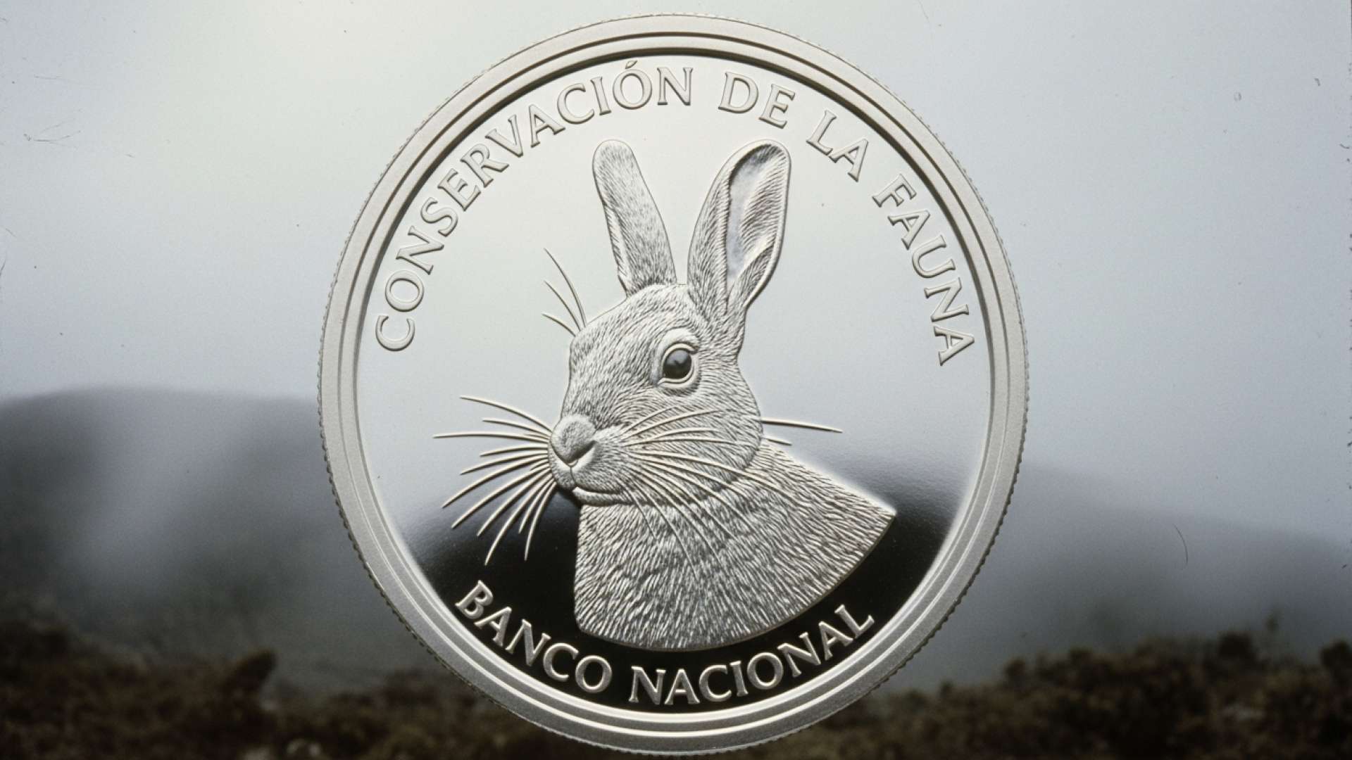 Banco Nacional Issues New Coin Celebrating Endemic Mountain Rabbit