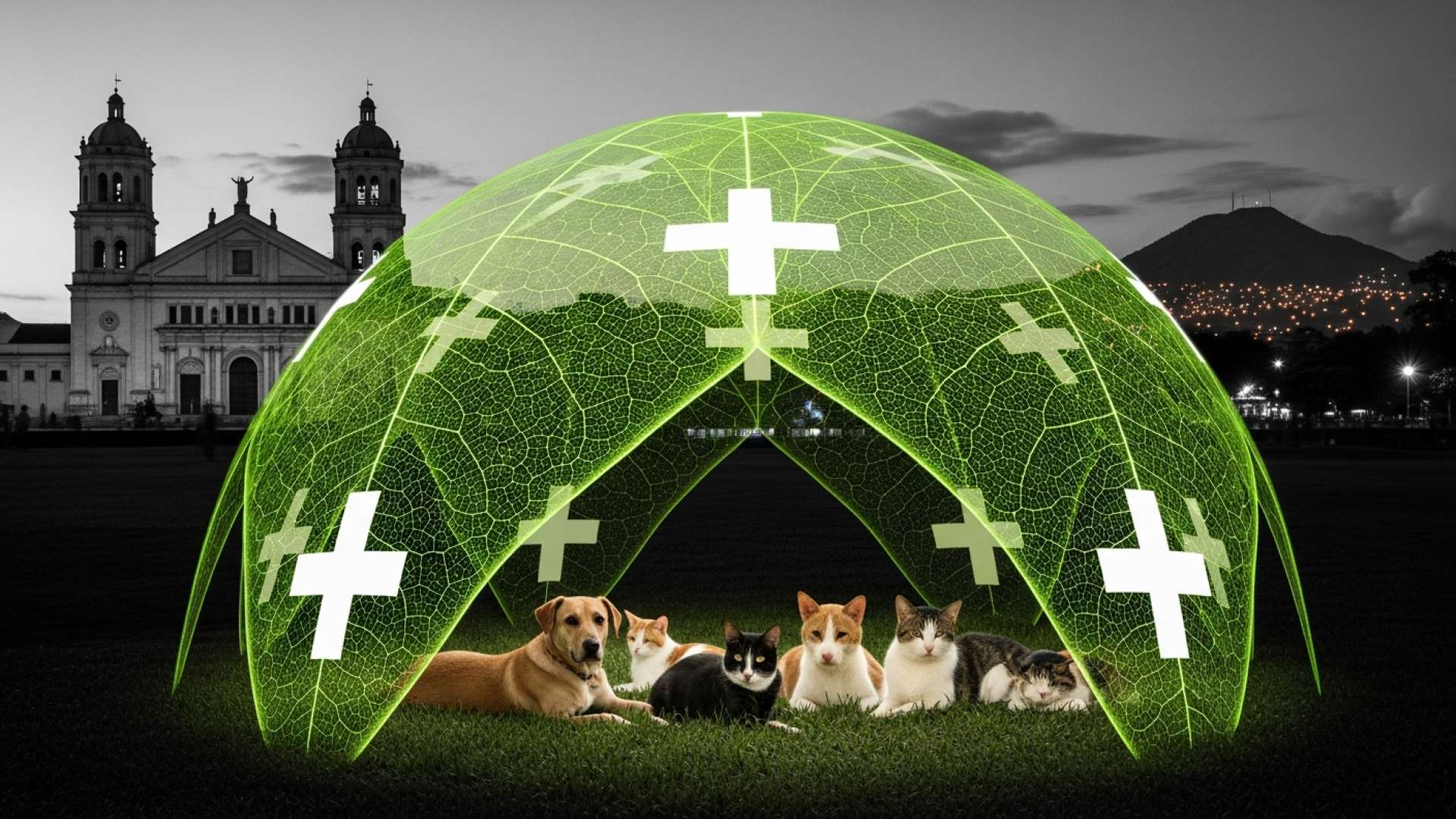 Costa Rican Authorities Urge Pilgrims to Leave Pets Home During Cartago Romeria